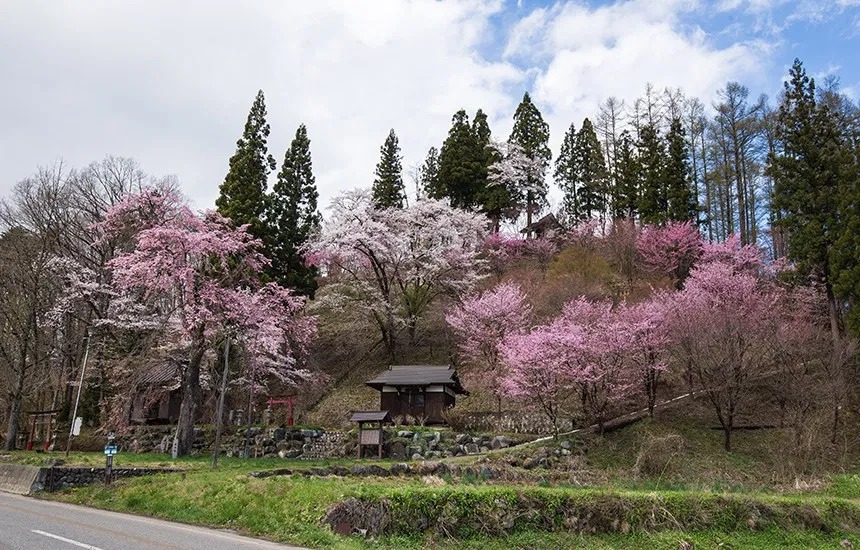 伝行山の徹然桜