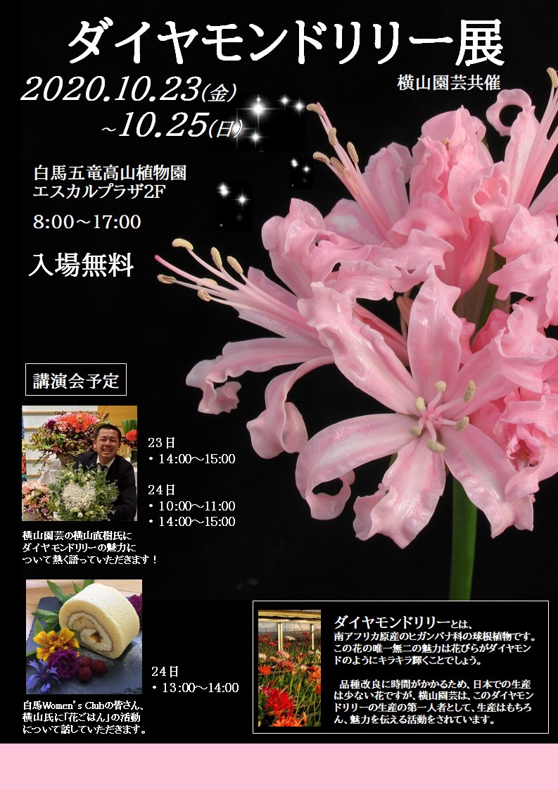 ダイヤモンドリリー展 白馬村公式観光サイト ダイヤモンドリリー展 白馬村公式観光サイト