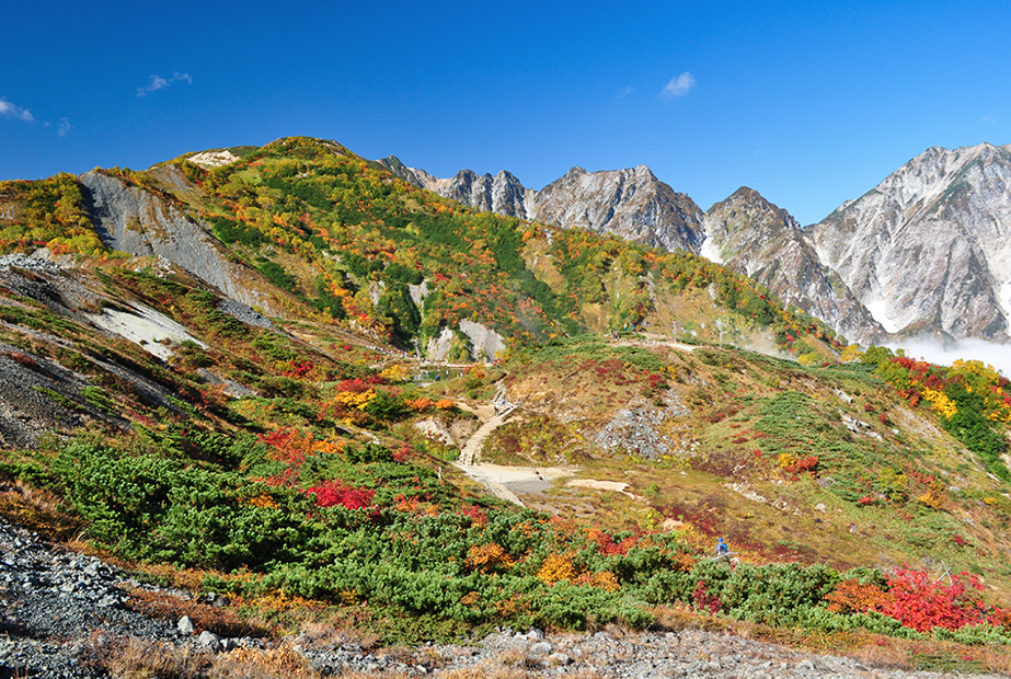 秋の花 Nature 白馬村公式観光サイト