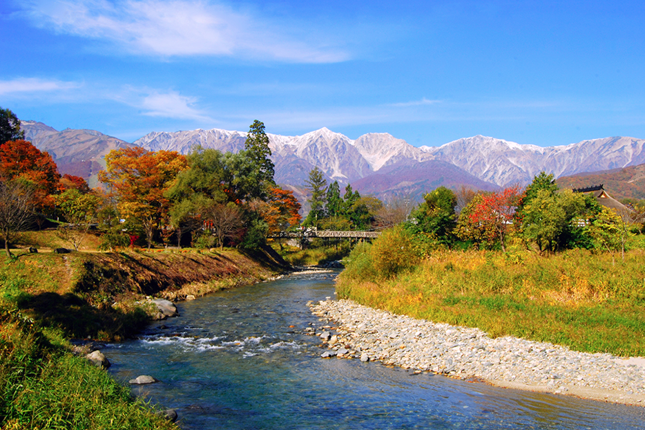 秋の花 Nature 白馬村公式観光サイト