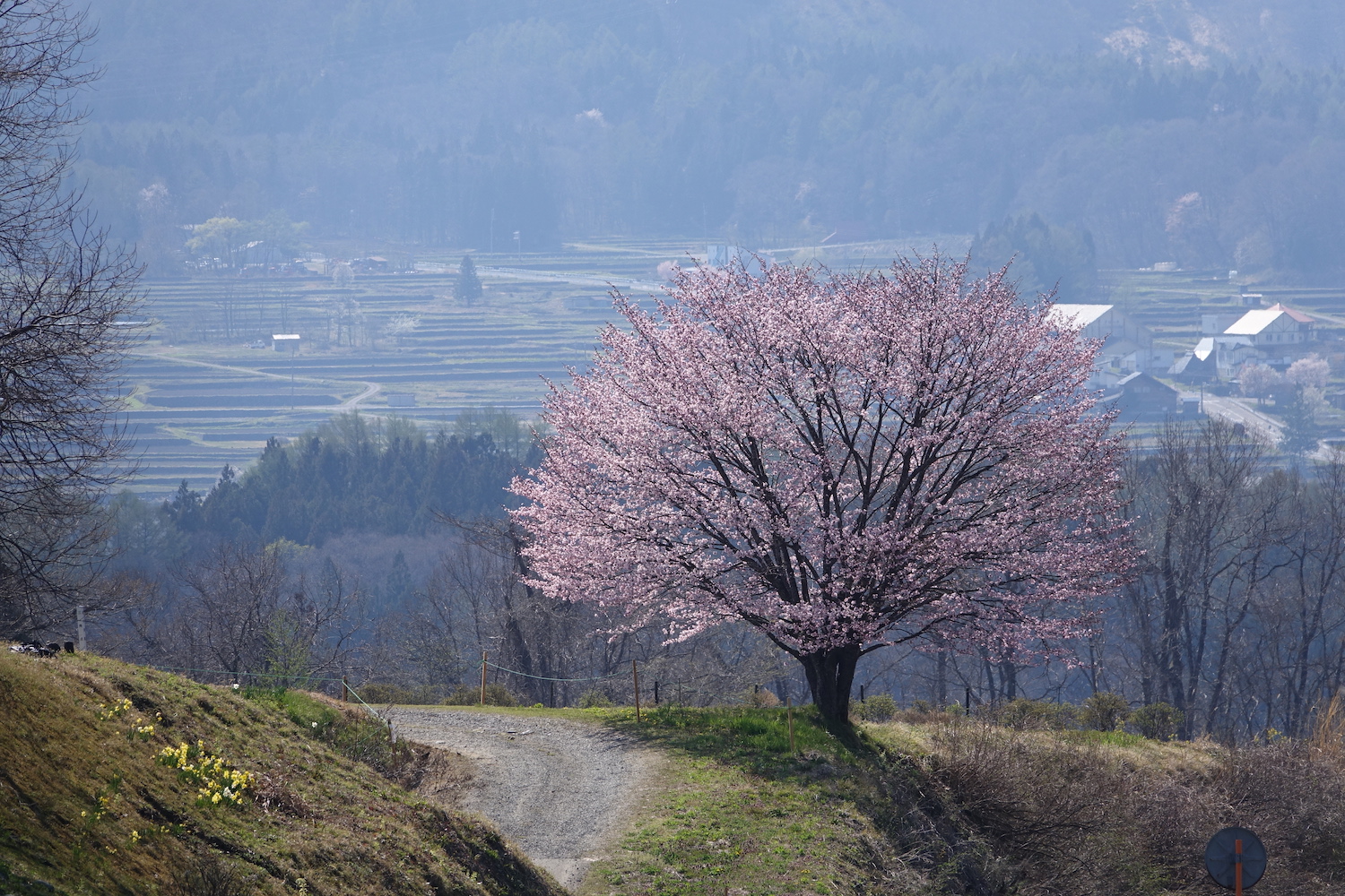 白馬村観光局 春の花